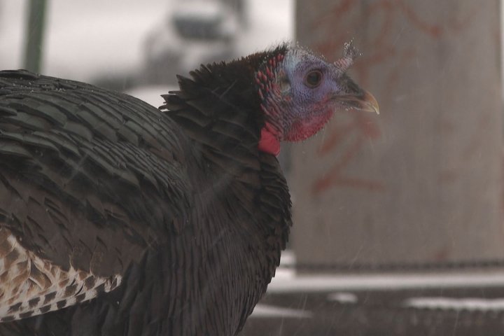 Wild turkeys are suddenly popping up throughout Montreal. Here’s why