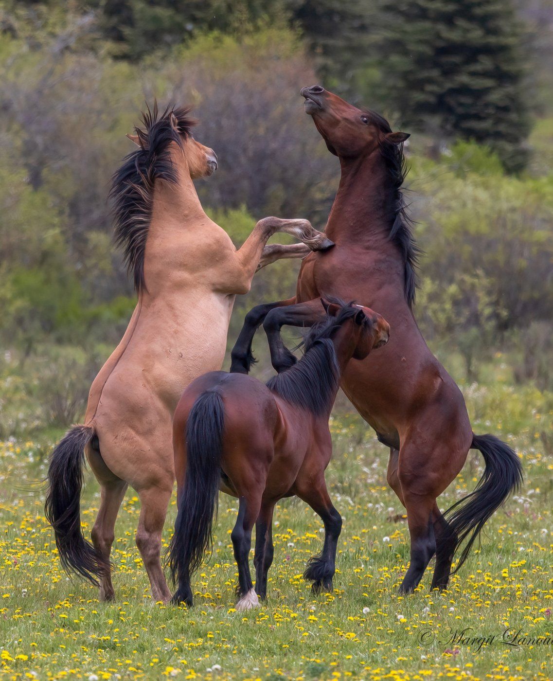 Horses are my world: Advocates decry Alberta plan to control wild horse population