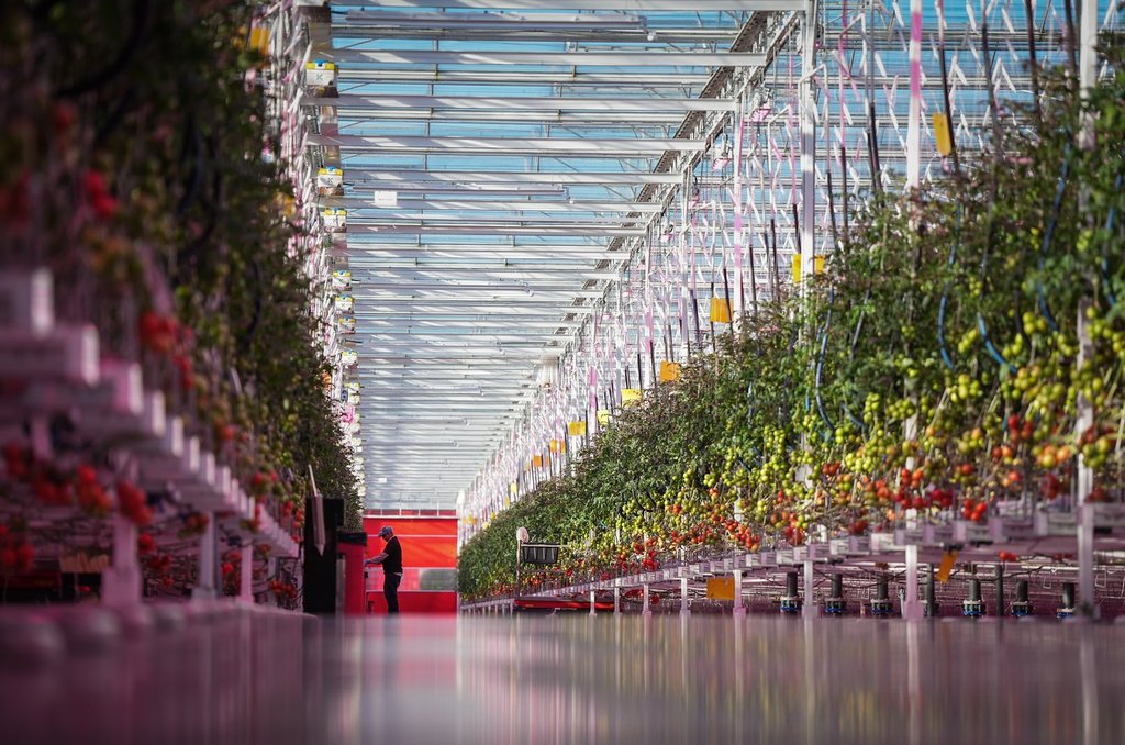 Тъй като много канадци се притесняват за цената на хранителните