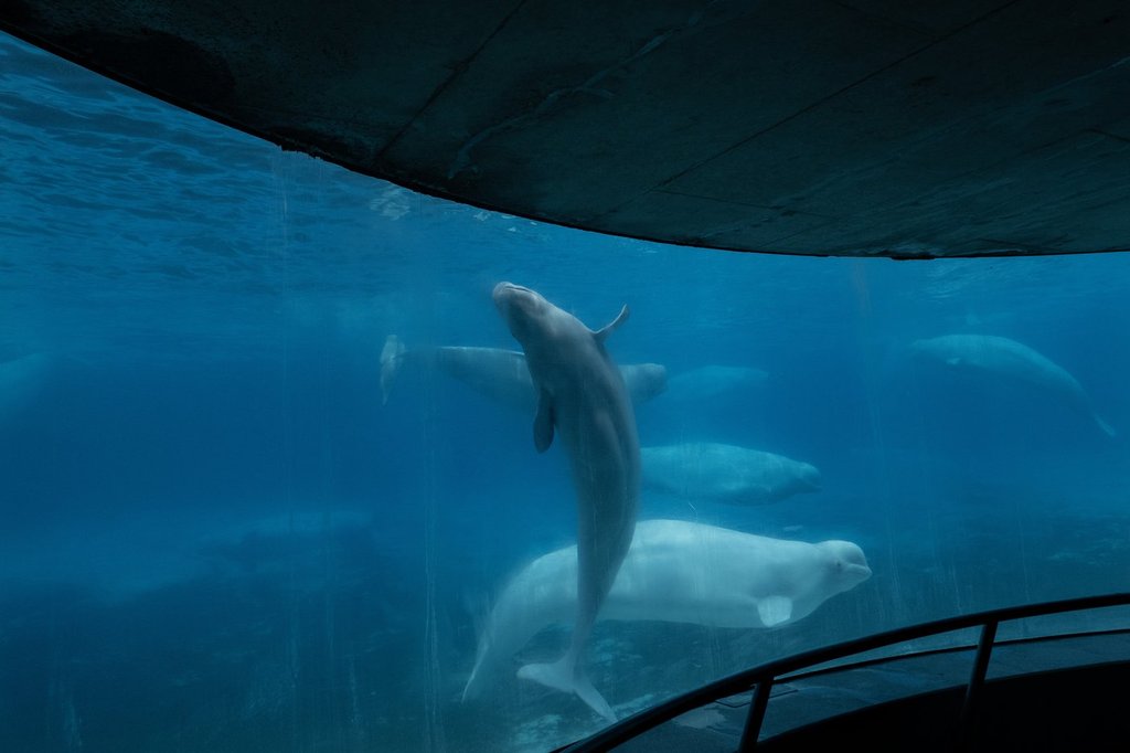 Ontario’s main party leaders pledge to help whales at Marineland