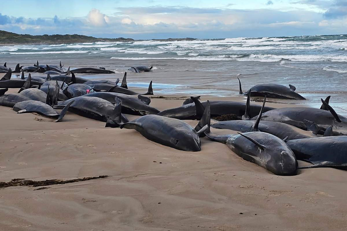 In this photo provided by Jocelyn Flint, false killer whales are stranded, Wednesday, Feb. 19, 2025, on a remote beach on near Arthur River in Australia's island state of Tasmania.
