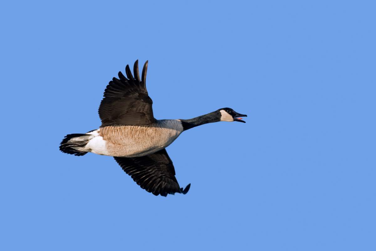 Canada goose (Branta canadensis) calling in flight against blue sky. (Photo by: Sven-Erik Arndt/Arterra/Universal Images Group via Getty Images).