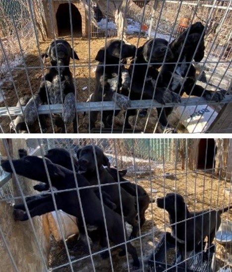 Sauga puppies