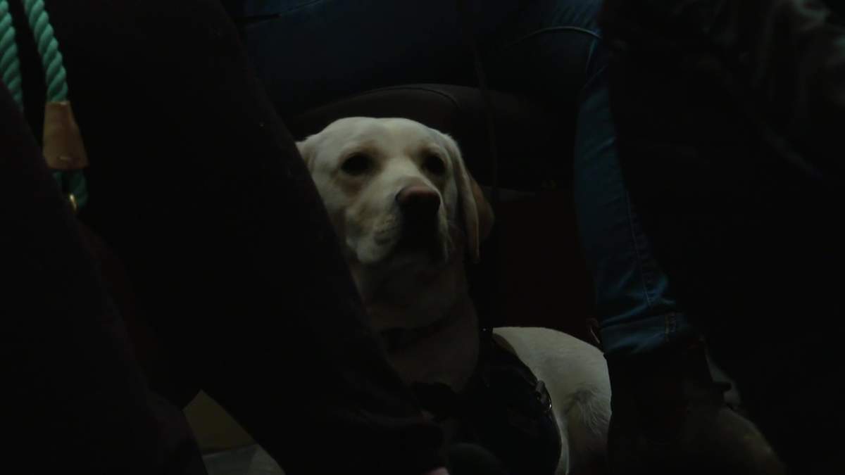 Nearly a dozen service dogs in training from Dogs with Wings and Aspen Service Dogs attend an Edmonton Symphony Orchestra rehearsal on Monday, February 10, 2025.