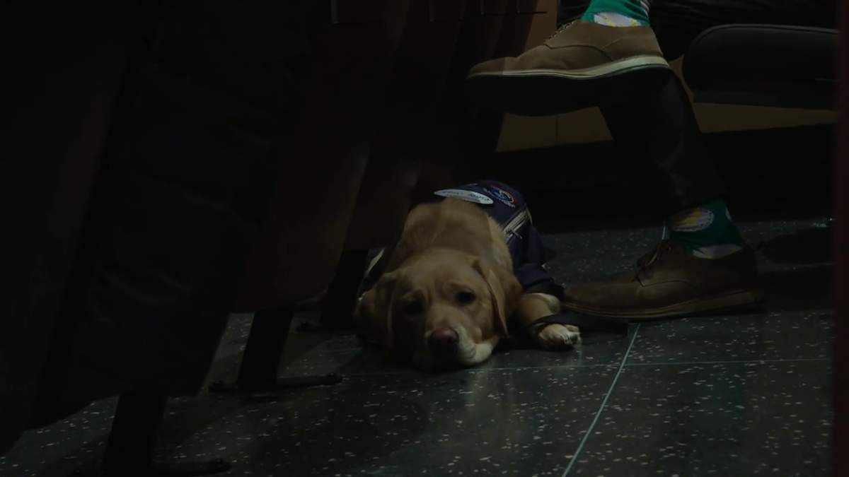 Nearly a dozen service dogs in training from Dogs with Wings and Aspen Service Dogs attend an Edmonton Symphony Orchestra rehearsal on Monday, February 10, 2025.