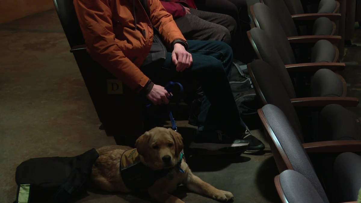 Nearly a dozen service dogs in training from Dogs with Wings and Aspen Service Dogs attend an Edmonton Symphony Orchestra rehearsal on Monday, February 10, 2025.