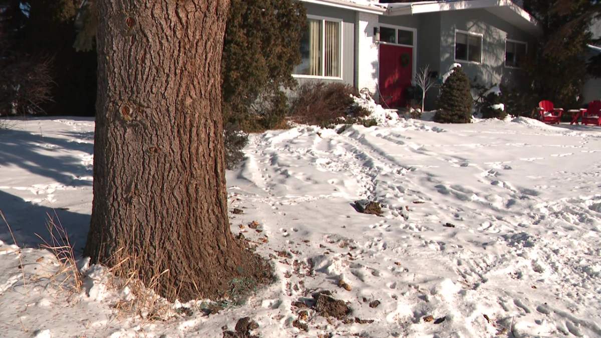 A tree in Edmonton's Grandview Heights area where residents say a vehicle lost control due to ruts and crashed in February 2025.
