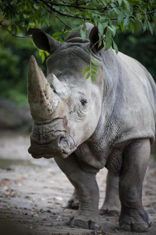 ‘Star animal’: Zoo says goodbye to 1st white rhinoceros born on Canadian soil