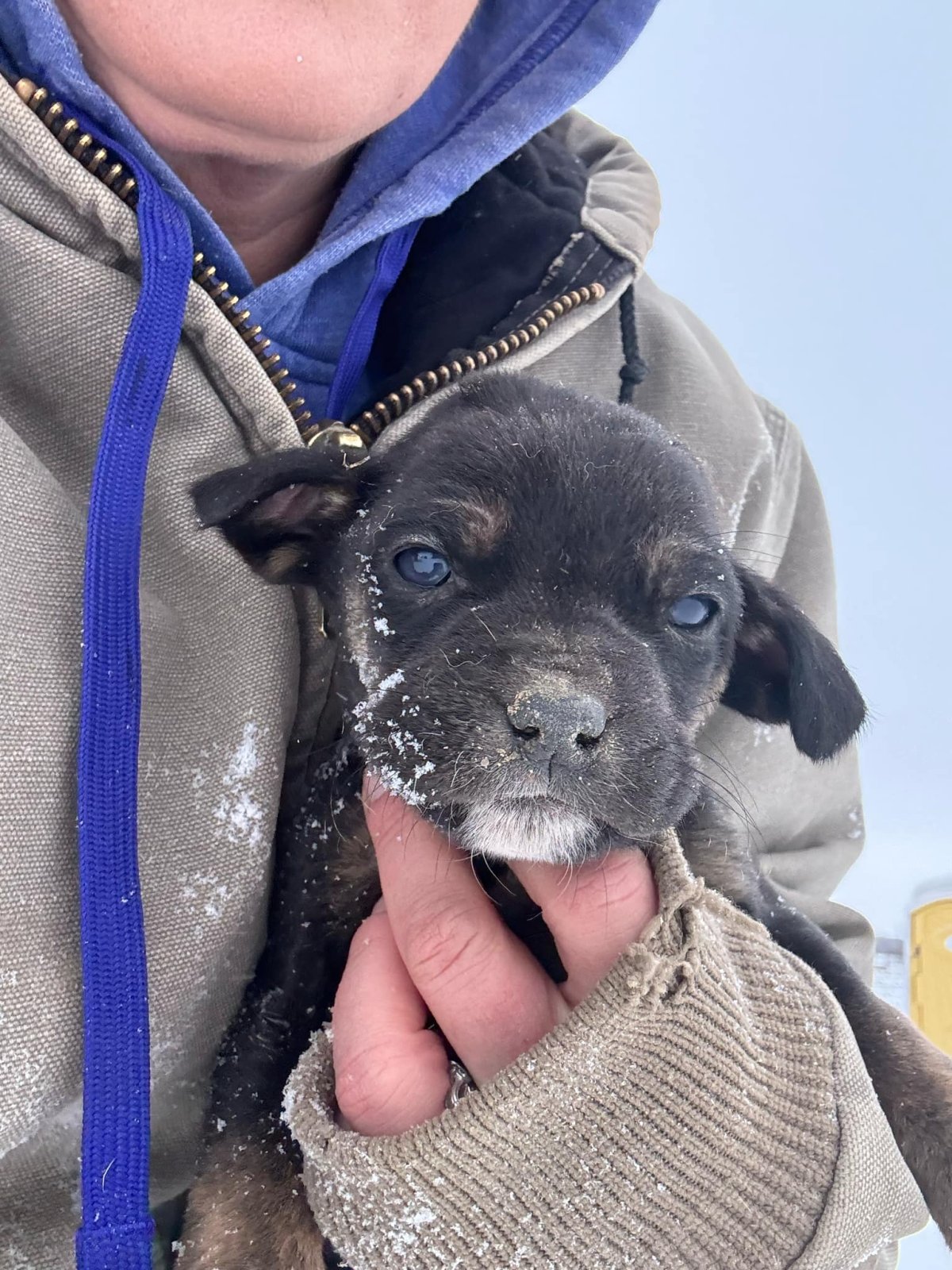 Dozens of animals rescued from central Alberta as cold weather hits - image