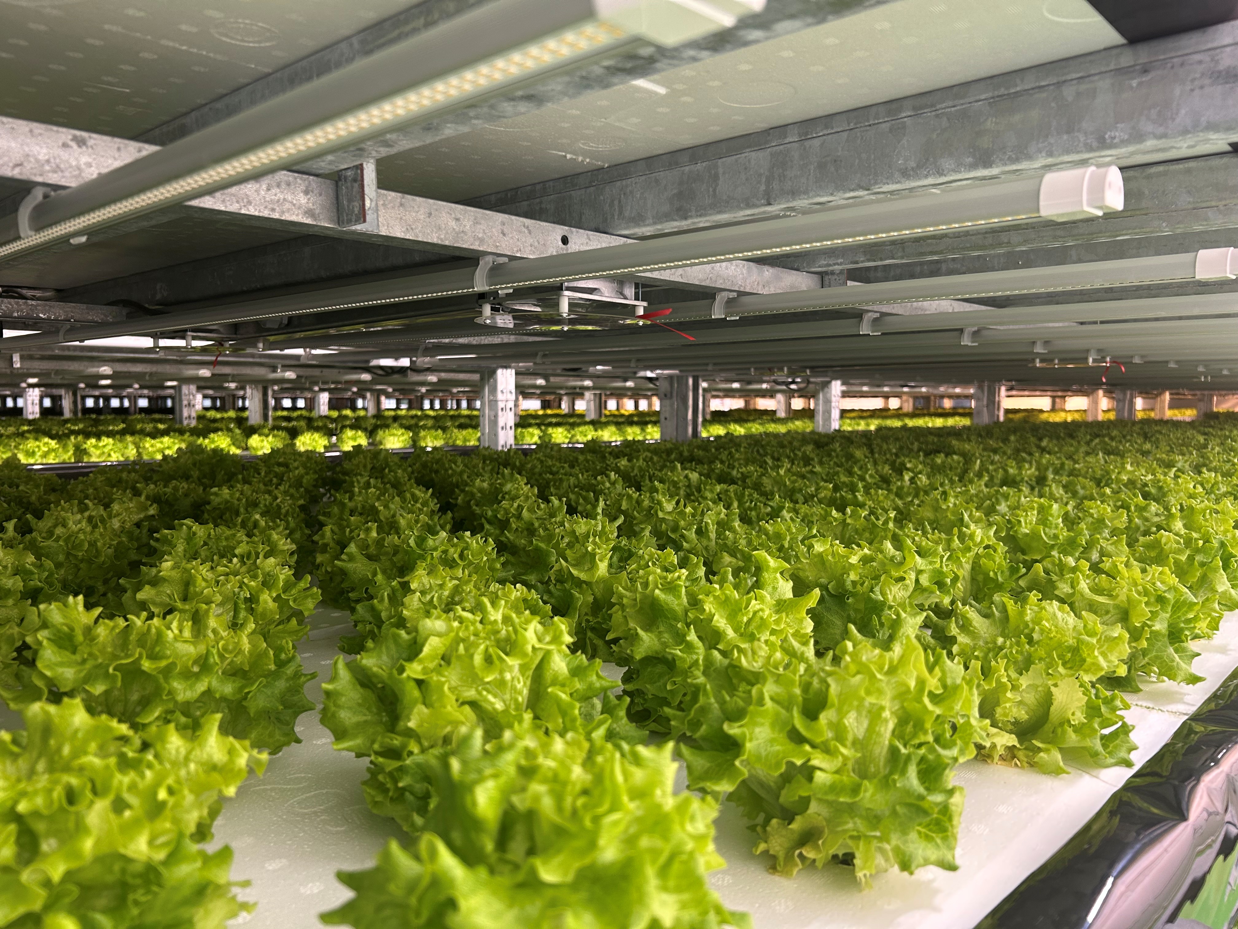 Okanagan-based lettuce grower sees sudden business boom amid Trump tariff threat