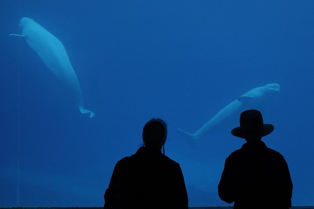 Marineland euthanizes seven-year-old beluga after medical struggles