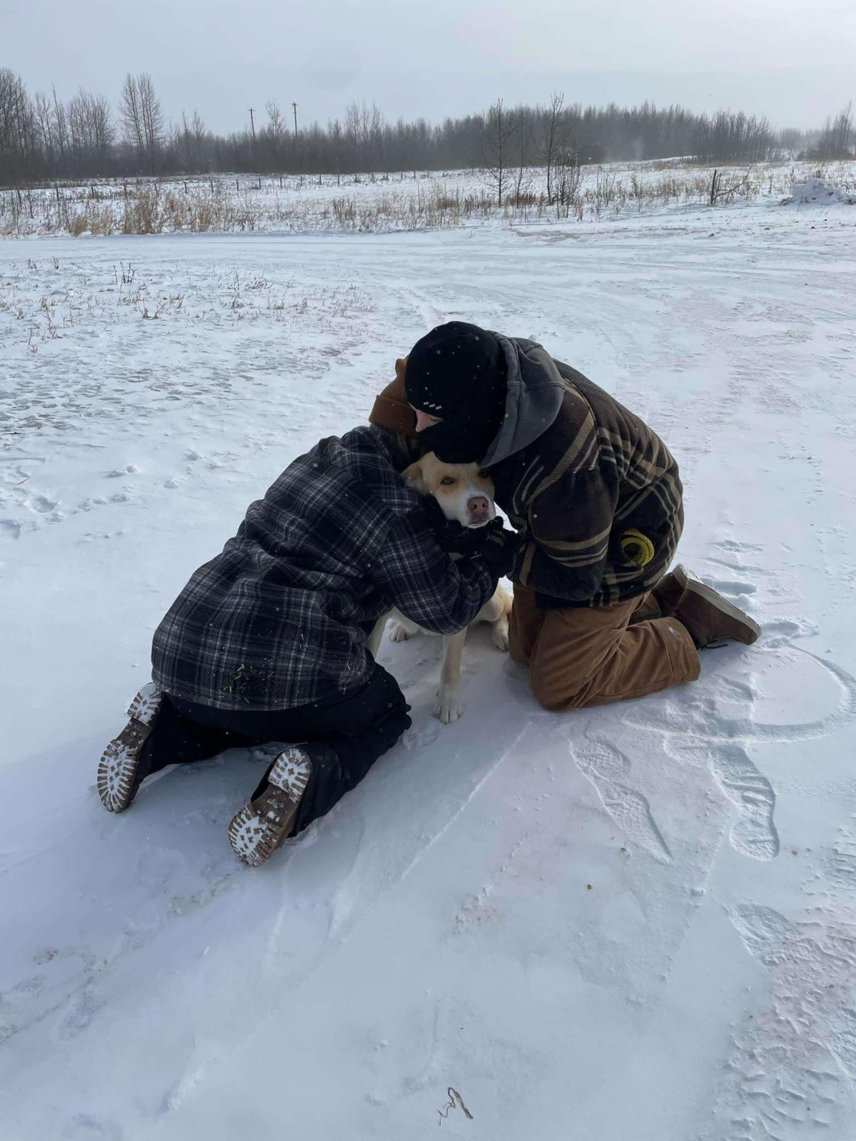 Dozens of animals rescued from central Alberta as cold weather hits - image