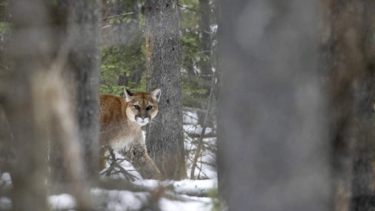 Wildlife photographer John Marriott said makin git unlawful to hunt female cougars would allow the older animals to help teach their kittens to avoid conflicts with humans.