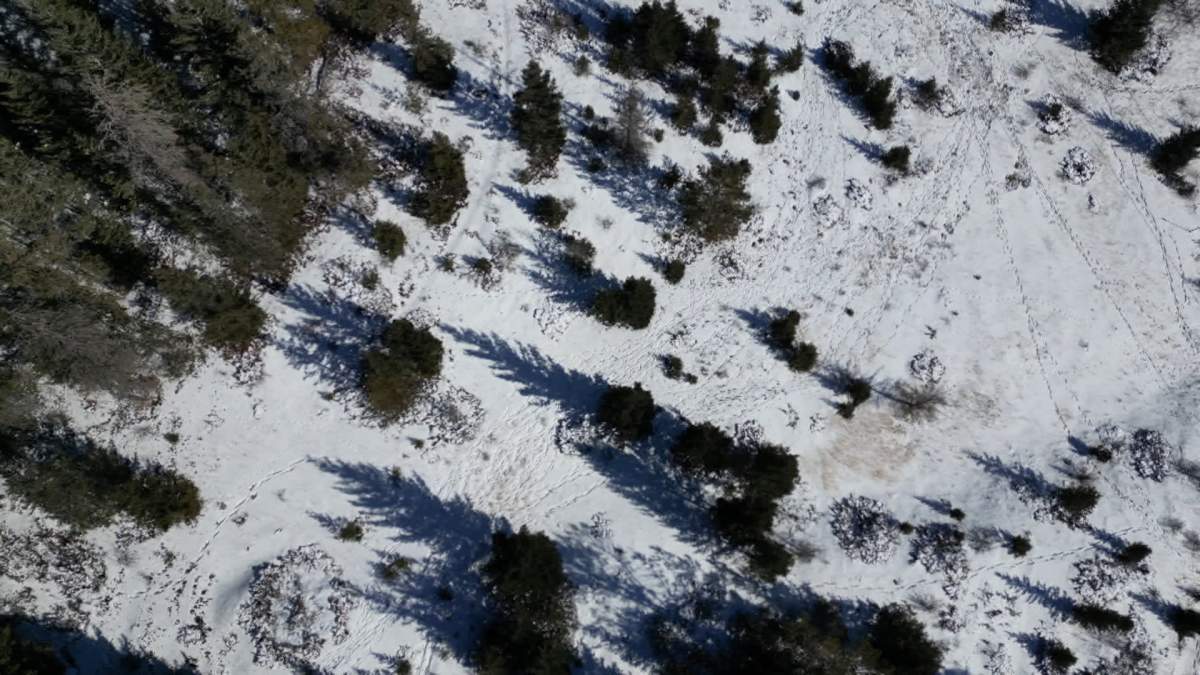 Wildlife photographer John Marriott said it appears a group of hunters with dogs separated the female cougar from her kittens, chased it up a tree and killed it with a bow and arrow.