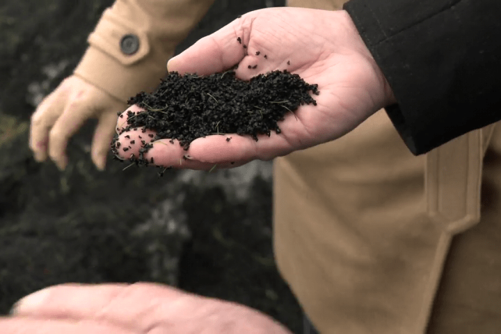 Campos de grama artificial podem ser mortais para o salmão prateado: estudo da UBC Campos de grama artificial podem ser mortais para o salmão prateado: estudo da UBC
