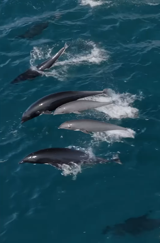 A photo of dolphins leaping into the air.