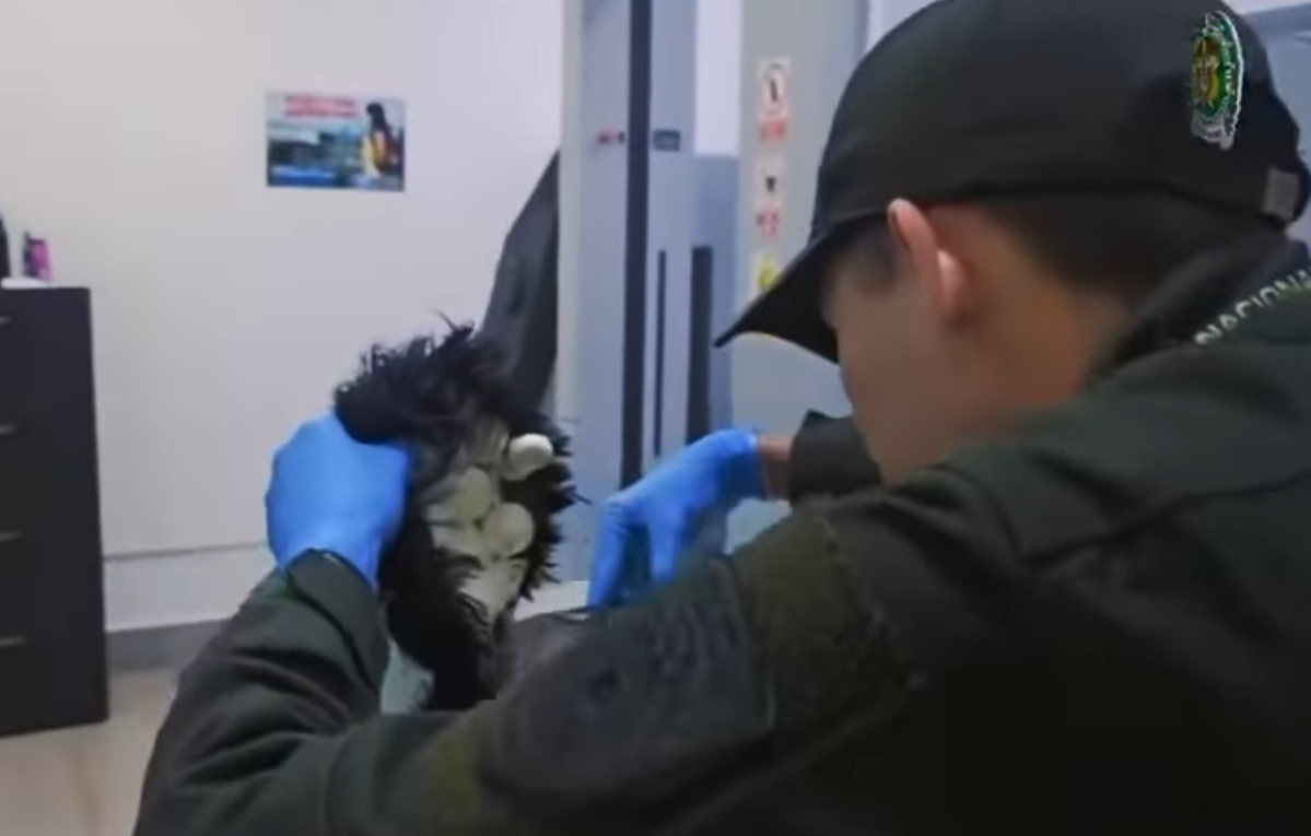 This photo from Policía Nacional de los Colombianos shows an officer cutting the wig off the man's head, revealing multiple packets of cocaine underneath.