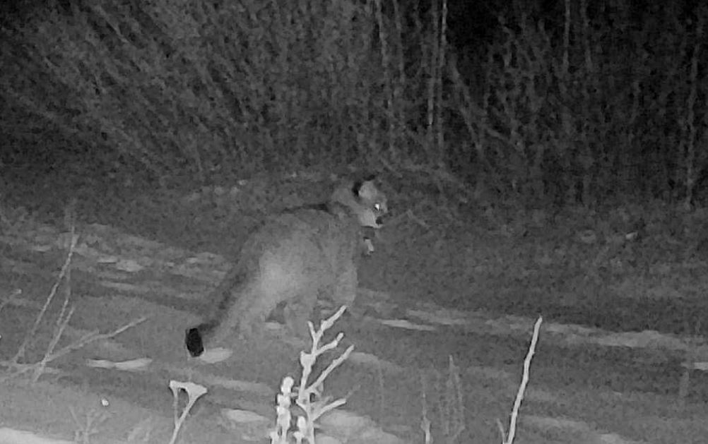 Trail camera images shot after their mother was killed show the kittens appear to be about 4 months old, likely too young to survive on their own.