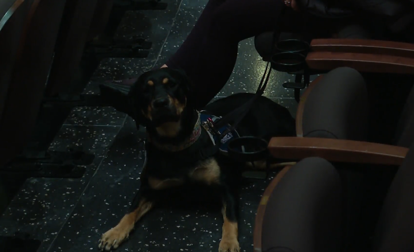 Nearly a dozen service dogs in training from Dogs with Wings and Aspen Service Dogs attend an Edmonton Symphony Orchestra rehearsal on Monday, February 10, 2025.