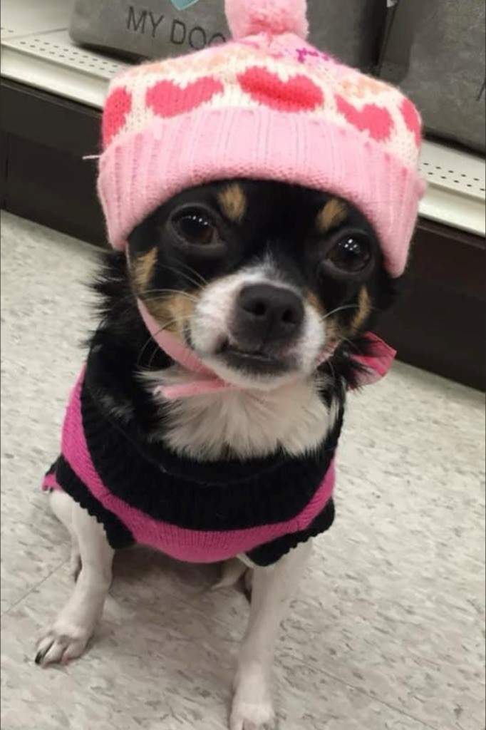 New trial ordered for B.C. man convicted in killing of ex-girlfriend’s chihuahua