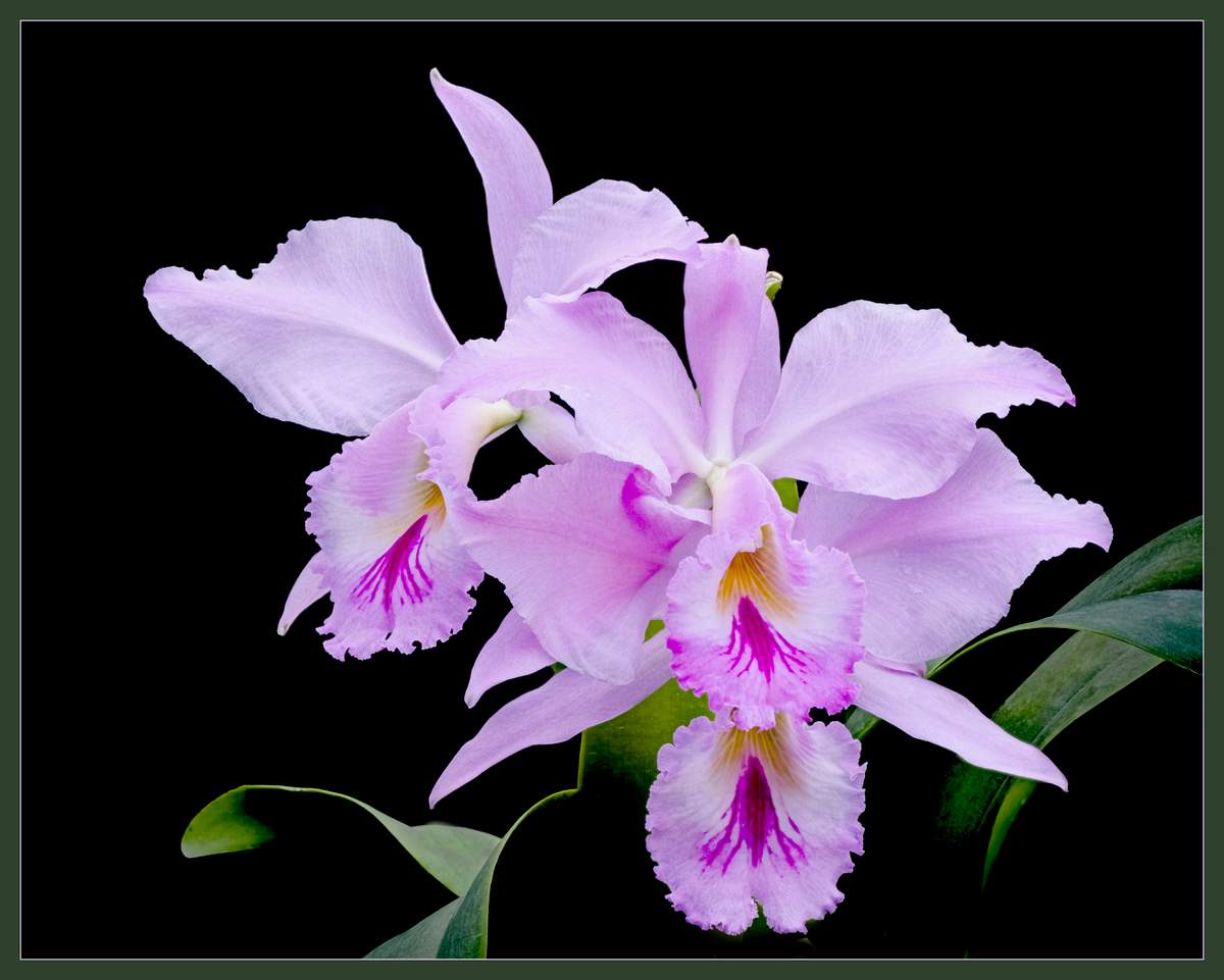 Orchid Fair - image