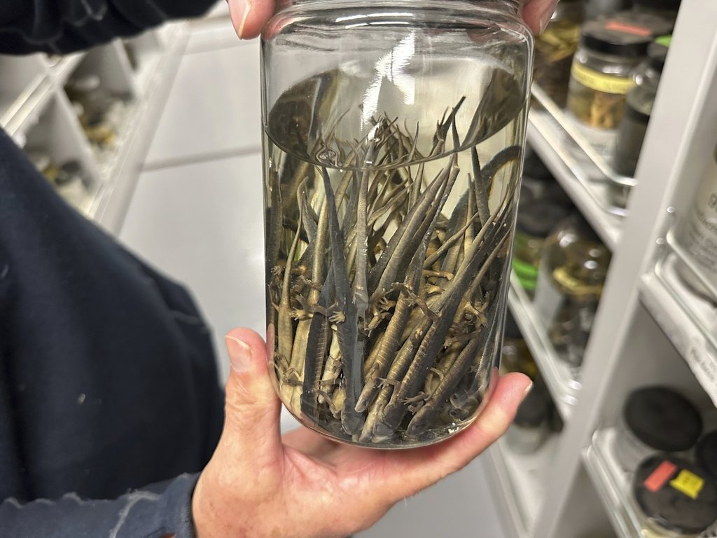 <p>Greg Schneider, research museum collections manager for the University of Michigan Museum of Zoology's division of reptiles and amphibians, holds a jar containing salamander specimens, Wednesday, Oct. 18, 2023, in Ann Arbor, Mich.  THE CANADIAN PRESS/AP-Mike Householder</p>.