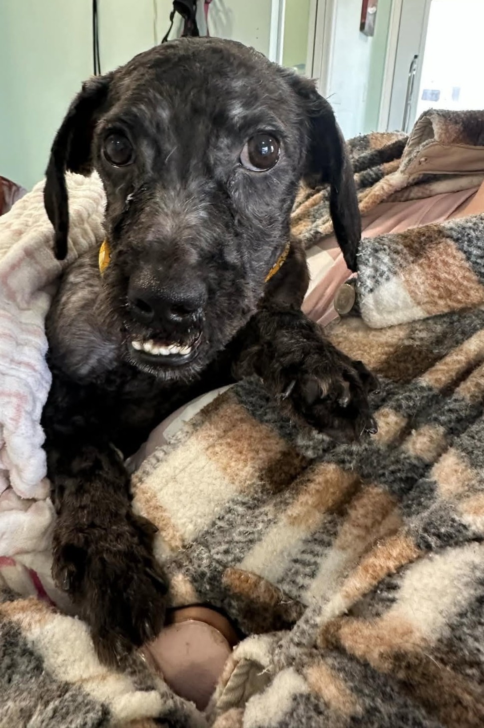 A photo of the same dog that was rescued by the NBSPCA after receiving treatment.