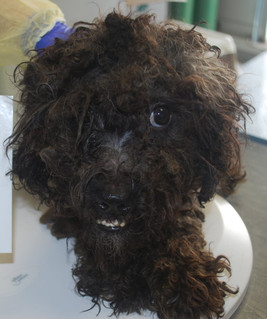 The New Brunswick SPCA recently rescued 41 dogs from "extremely unsanitary conditions" amid a 20 per cent hike in animal protection investigations. 