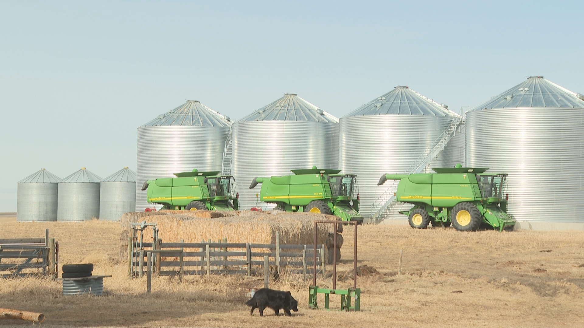 Alberta farmers brace for canola tariffs — again  |