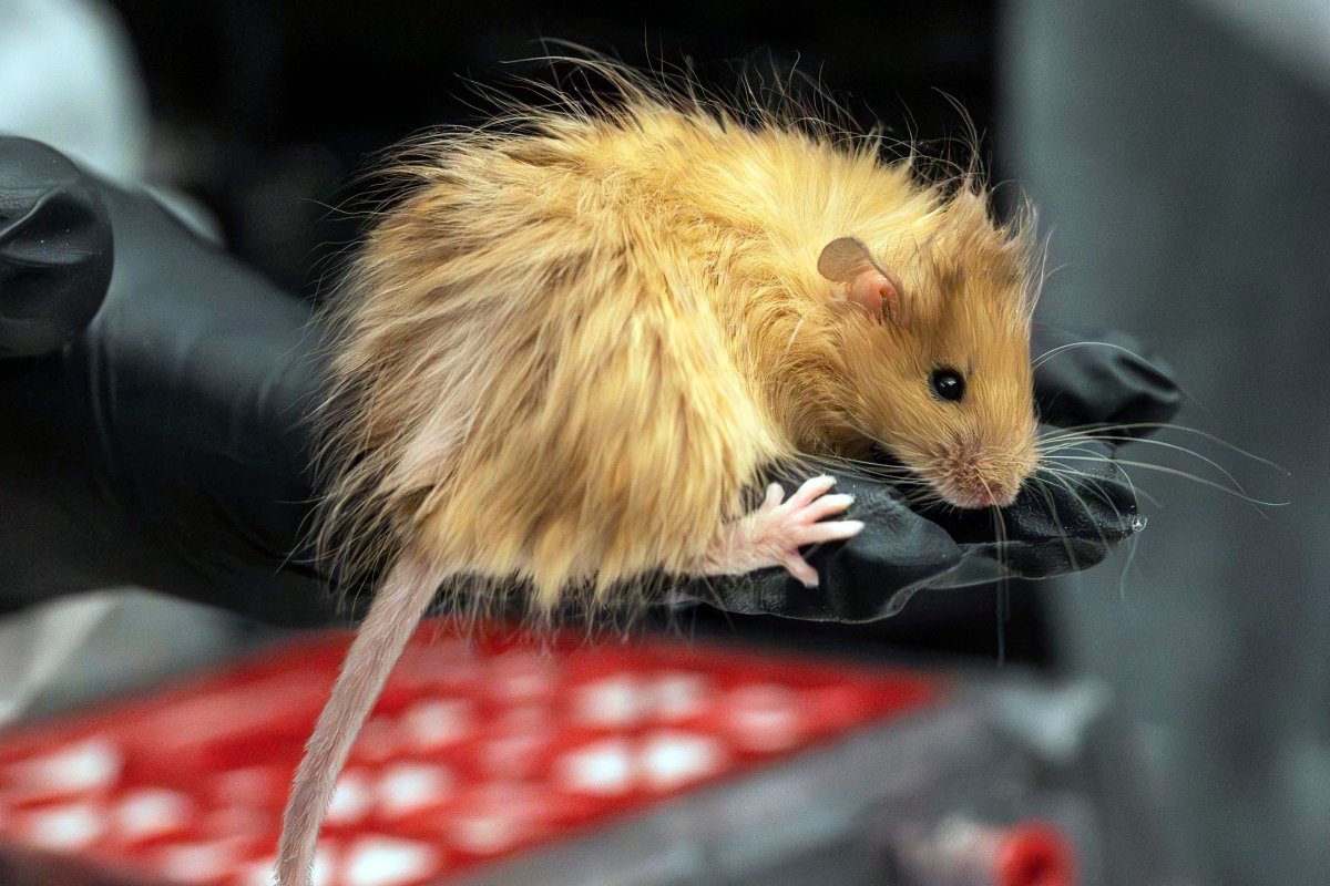 In this February 2025 photo provided by Colossal Biosciences, a genetically edited mouse with long, thick, woolly hair at a lab in Dallas, Texas.