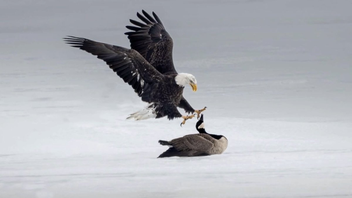 Goose vs Eagle