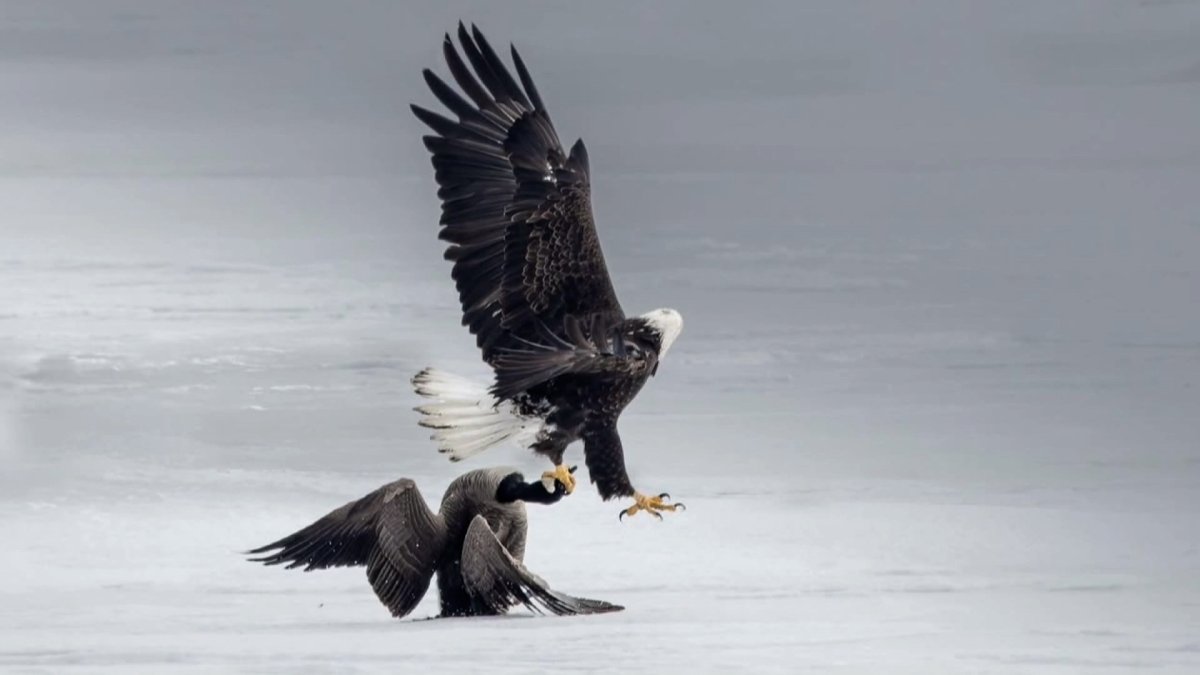 Goose vs Eagle