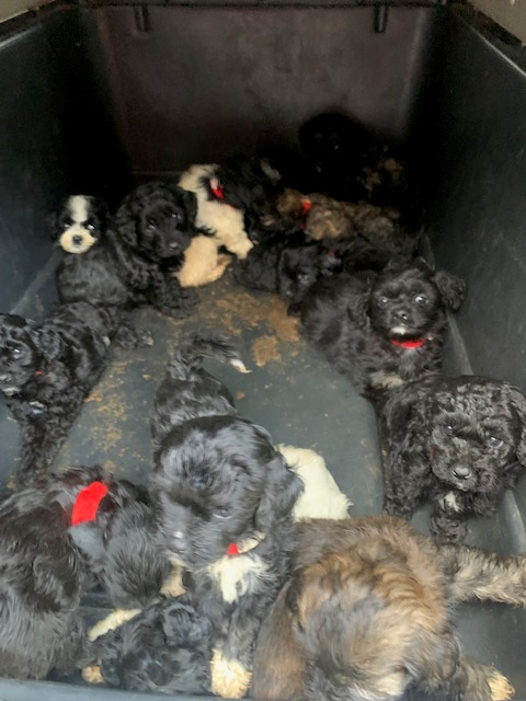 Forty-one dogs were seized by the NBSPCA.