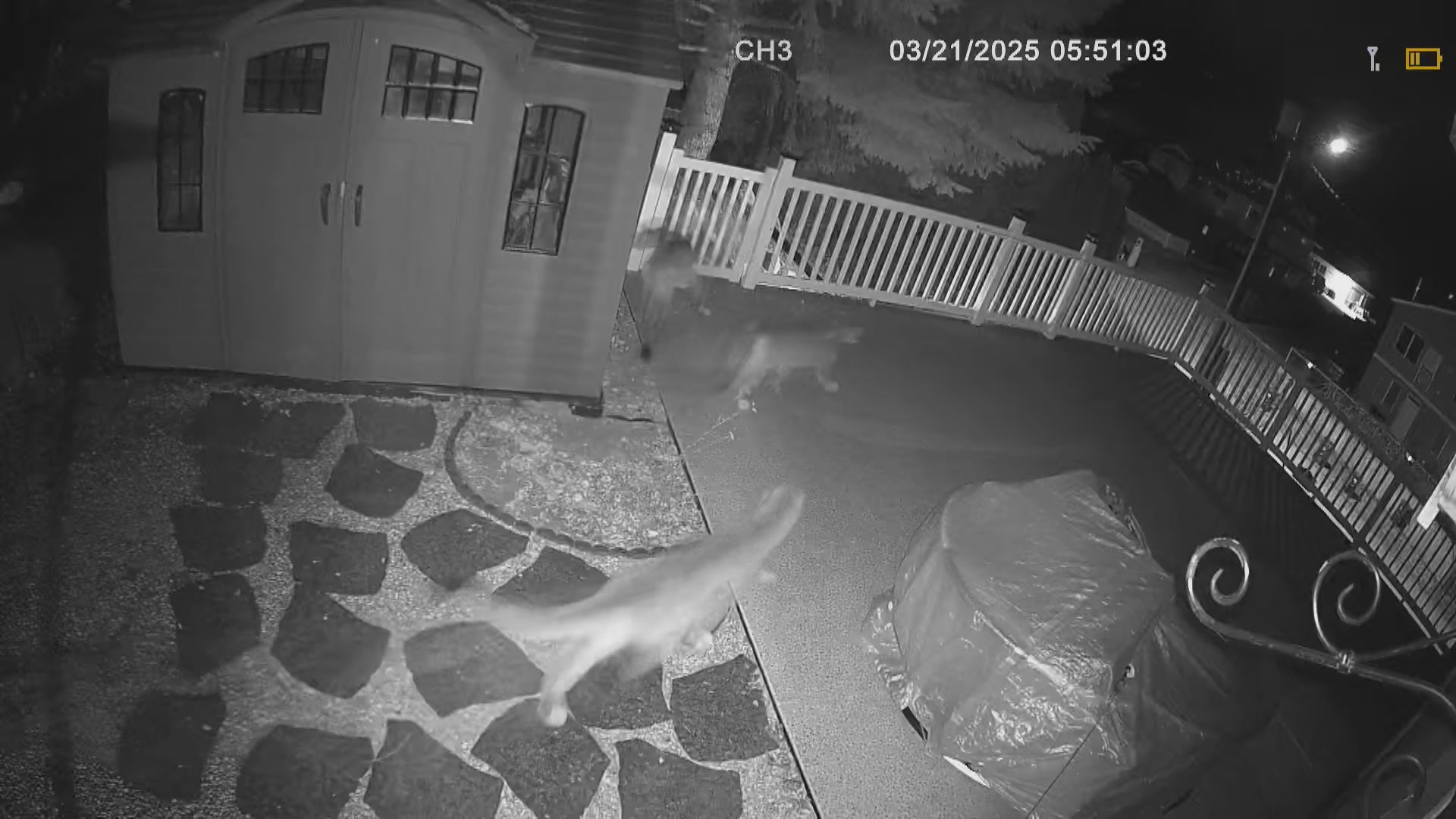 трептене което кофеинът не може да победи се събужда за