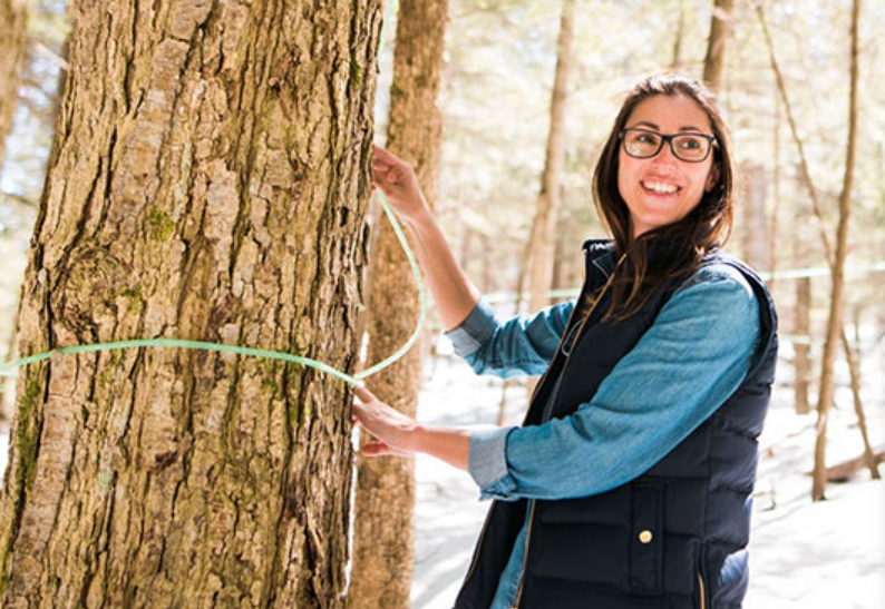 Could maple water replace coconut water? Ontario producers hope so