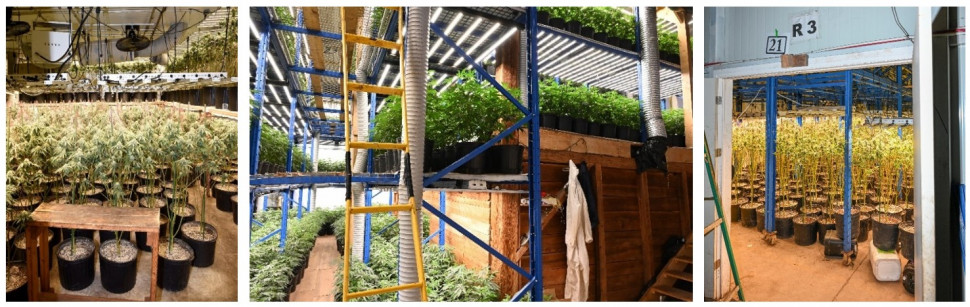 RCMP dismantles Cannabis network