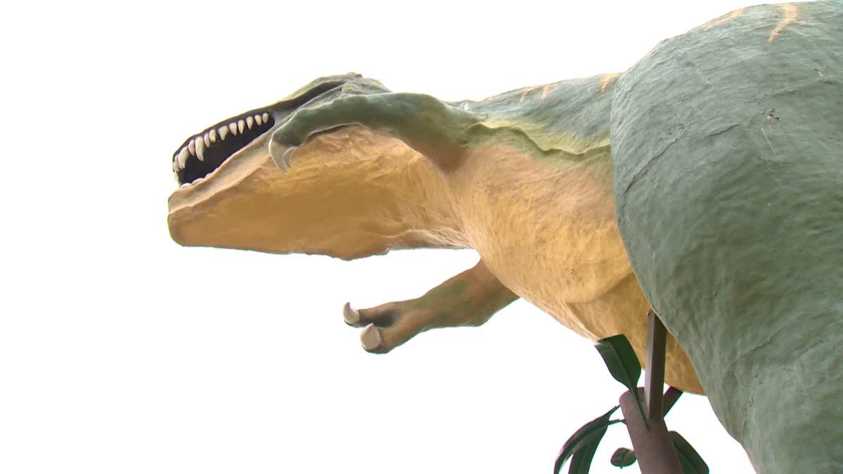 Tyra the Tyrannosauus weighs 65 tonnes and is more than four times bigger than a real Tyrannosaurus. Rex. Tourists willing to climb the 106 stairs in her innards can stand inside her jaws for a photo.