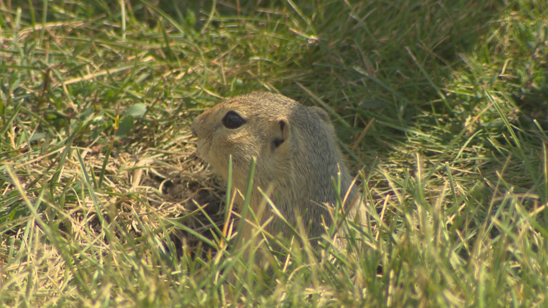 Градът на Уинипег планира да използва серен газ за контрол