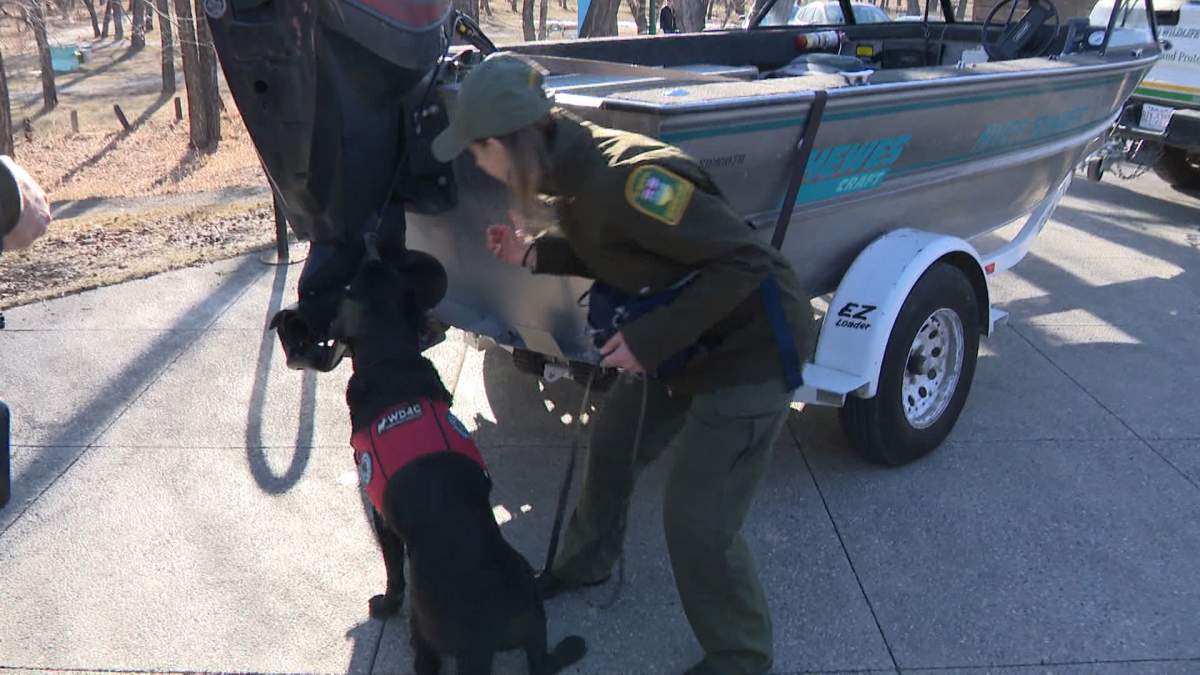 The provincial government plans to acquire two more K-9 inspection teams this year to join Cindy Sawchuck and her dog Hilo for inspecting boats and other watercraft for zebra mussels and other invasive species.