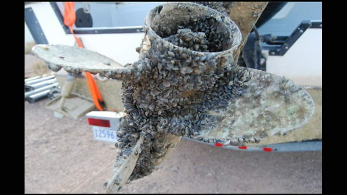 Zebra mussels usually spread from one water body to another by attaching themselves to boats and other watercraft.
