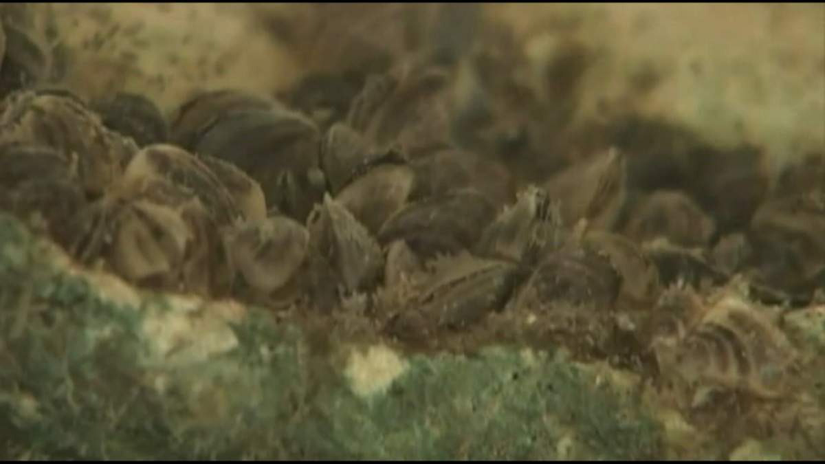 Experts say zebra mussels can spread so rapidly that just one mussel can turn into trillions in just two years.