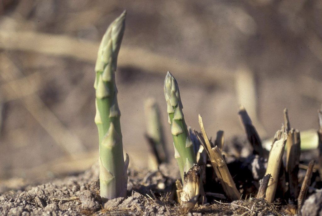 рецепта любезност на Алекс Чен партньор и готвач в ресторант
