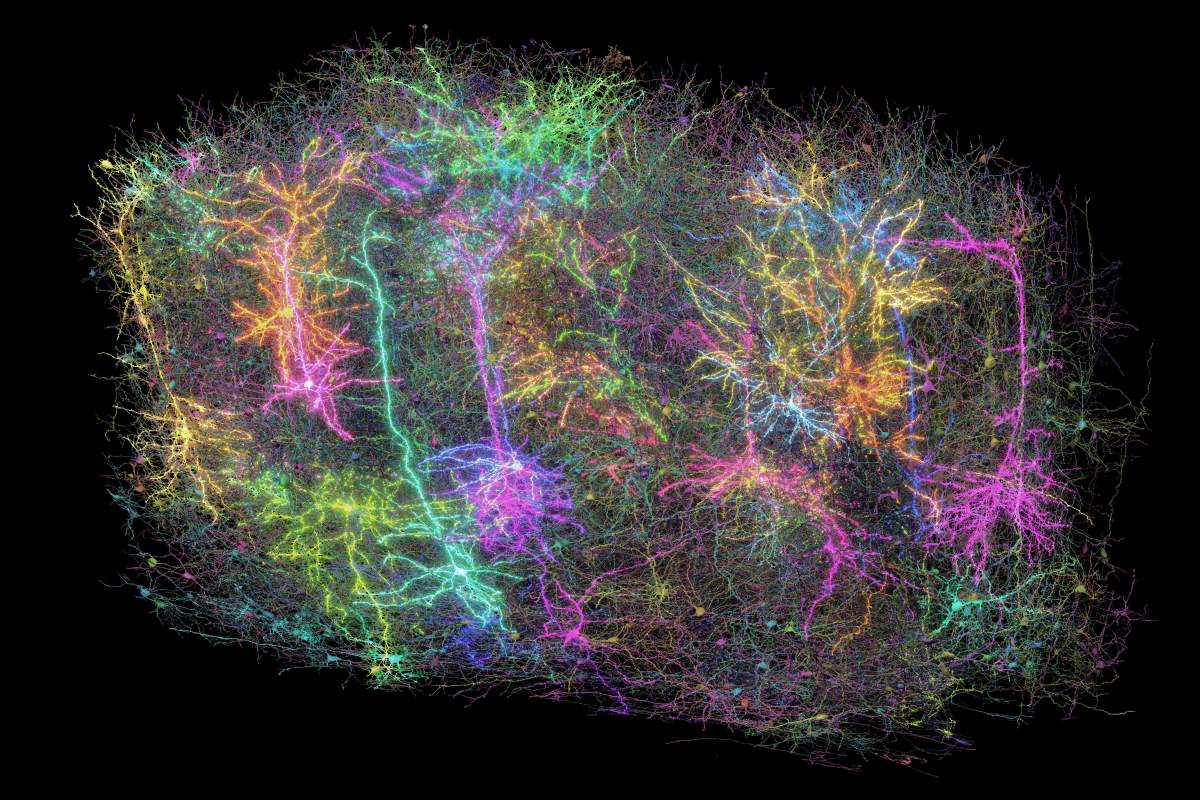 This image provided by the Allen Institute on April 8, 2025, shows a digital representation of neurons in a section of a mouse's brain, part of a project to create the largest map to date of brain wiring and function, in Seattle, Wash. (Forrest Collman/Allen Institute via AP)