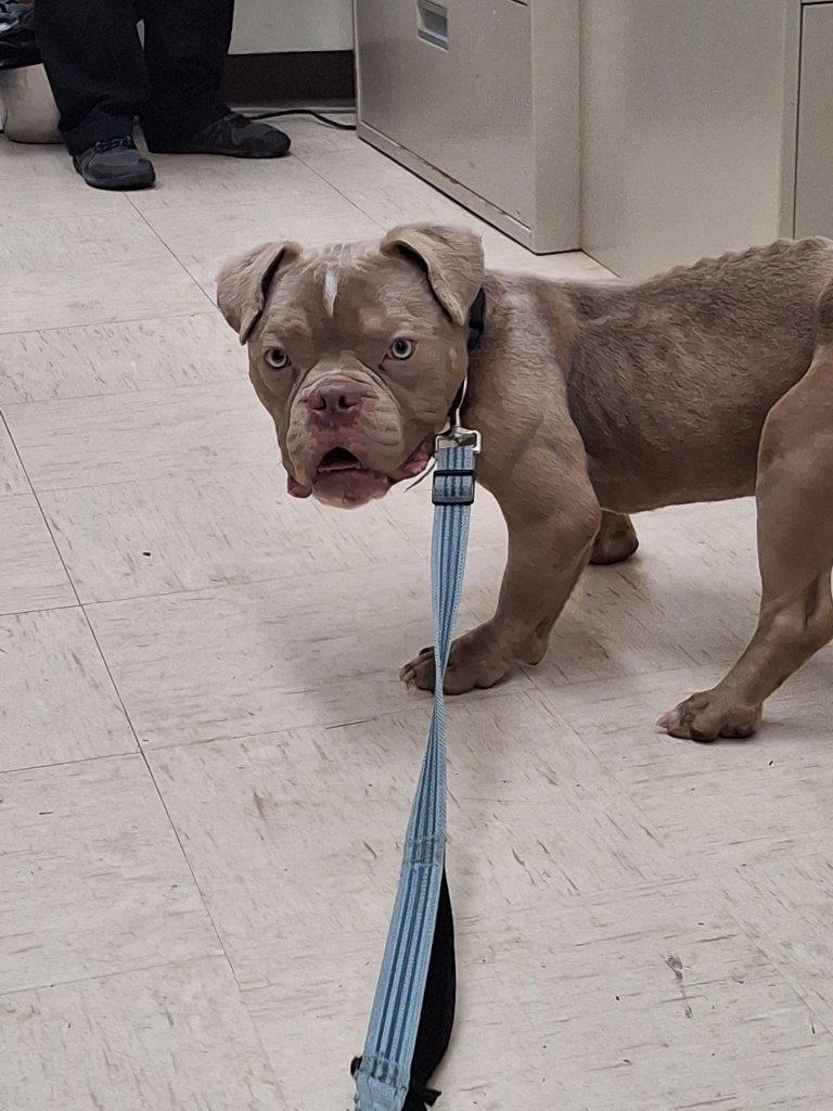 The dog is now in the care of a foster family, overseen by the BC SPCA.