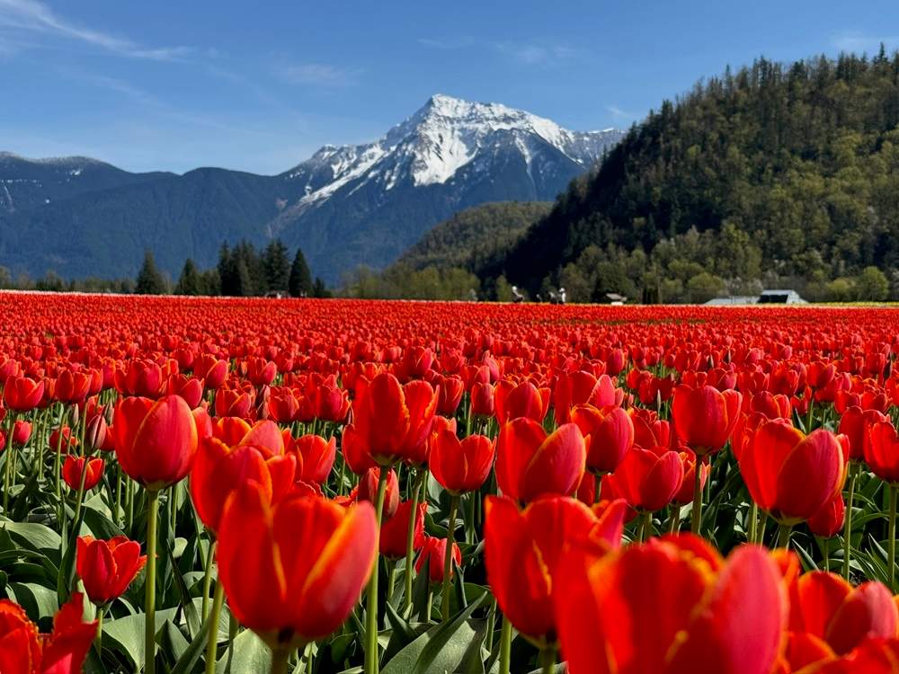 Harrison Tulip Festival - image