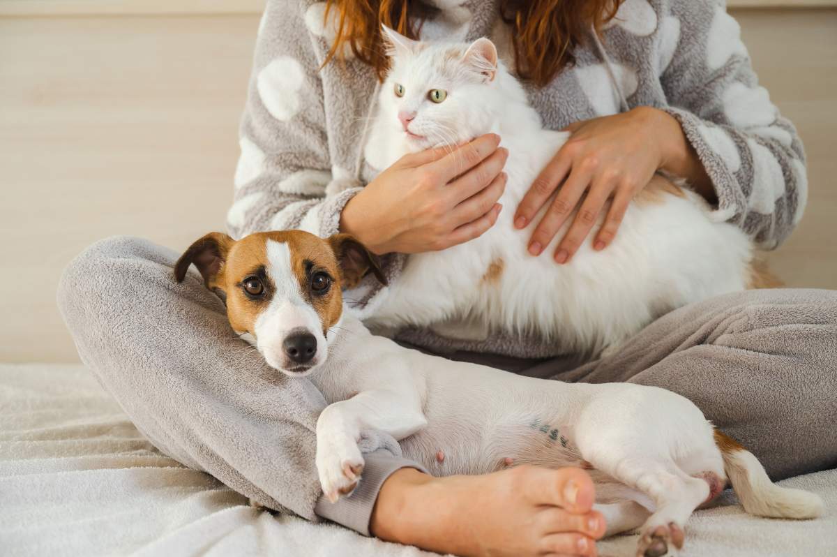 Caucasian woman holding a white fluffy cat and Jack Russell Terrier dog while sitting on the bed. The red-haired girl hugs with pets