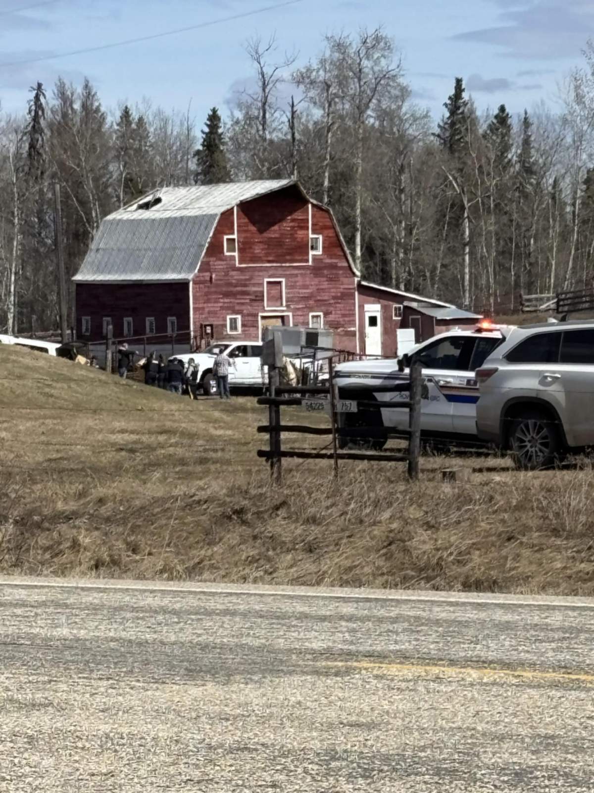 RCMP and Alberta SPCA members seizing horses from Patricia Moore's property in Parkland County on April 14, 2025.