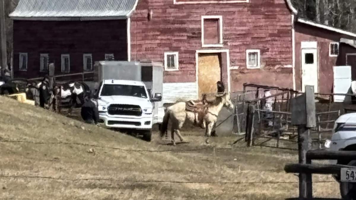 RCMP and Alberta SPCA members seizing horses from Patricia Moore's property in Parkland County on April 14, 2025.