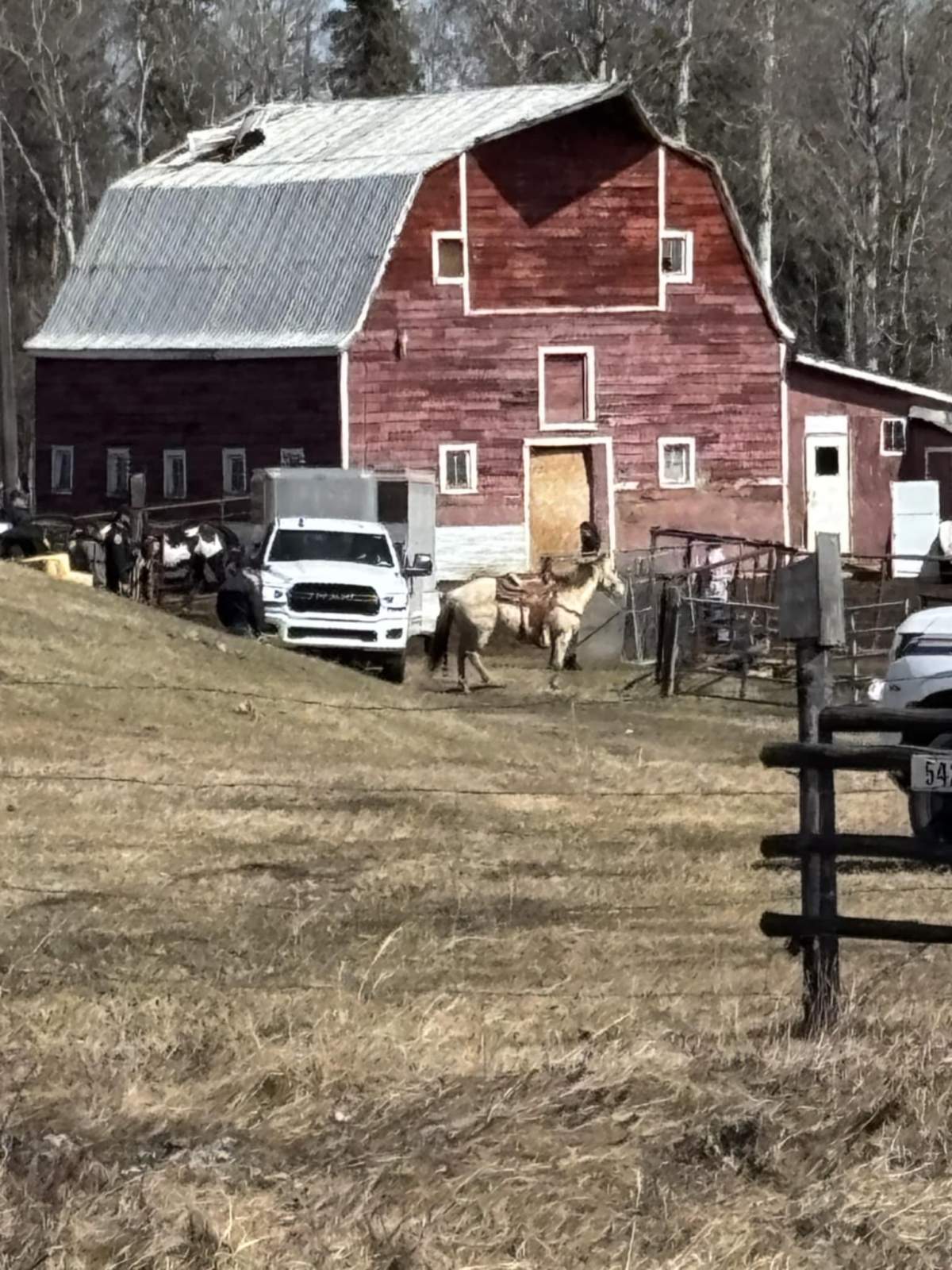 RCMP and Alberta SPCA members seizing horses from Patricia Moore's property in Parkland County on April 14, 2025.