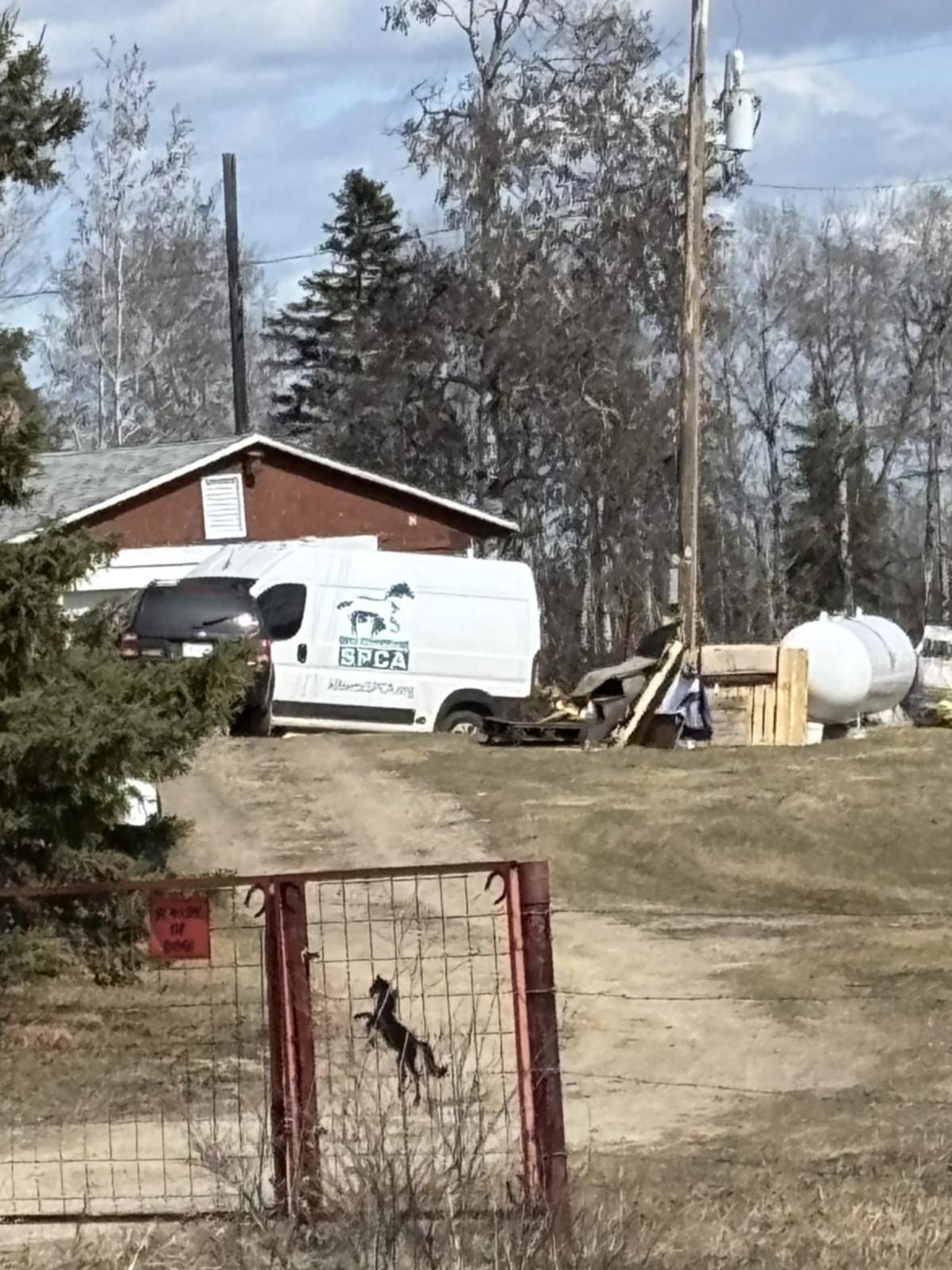RCMP and Alberta SPCA members seizing horses from Patricia Moore's property in Parkland County on April 14, 2025.